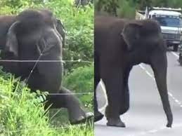 Anand Mahindra Shares Inspirational Elephant Video, Encourages Overcoming Obstacles