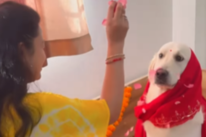 "Pet Parent Throws Heartwarming Baby Shower for Expectant Golden Retriever Dog"