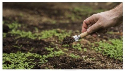 Scientists Unveil Breakthrough 'eSoil' Revolutionizing Crop Growth