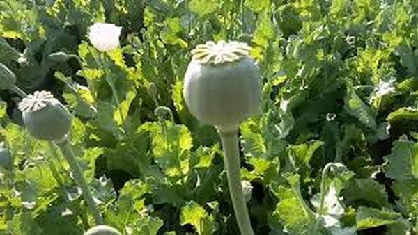 “UN Report: Myanmar Surpasses Afghanistan as Top Opium Producer”