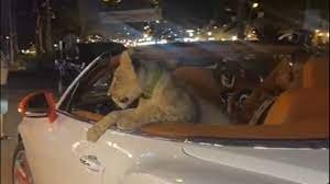 Viral Video Sparks Outrage Over Exotic Animal Ownership and Public Safety Concerns