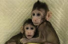 "Chinese Researchers Achieve Breakthrough in Primate Cloning: Healthy Rhesus Monkey Born in Beijing"