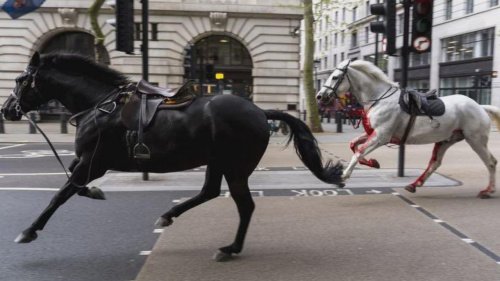 “Chaos in Central London: Horses Run Wild, One Covered in Blood”