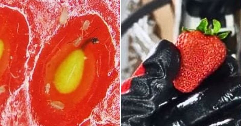 "Internet Shocked by Frightening Video of Strawberries Under Microscope, Revealing Insects"