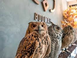 "Outrage Mounts Over Abu Dhabi's First Owl Cafe: Viral Video Sparks Backlash"