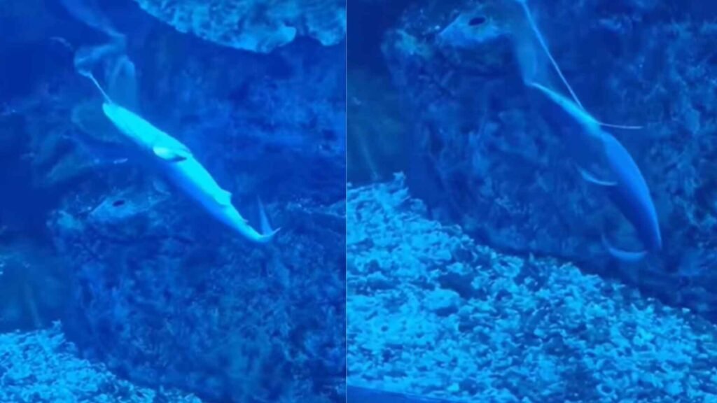 Visitors at Dubai Mall Witness Rare Birth of Baby Shark in Aquarium