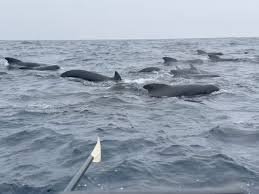 Solo Rower’s Surreal Encounter: Surrounded by Dozens of Whales for Hours