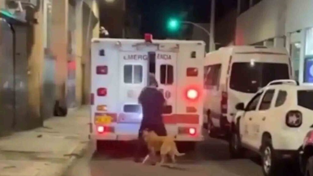 Heartwarming Video of Loyal Dog Chasing Ambulance Goes Viral