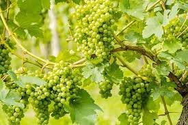 Blinkit Delivers Record-Breaking Grapes on New Year’s Eve, Thanks to Viral ‘12 Grapes’ Tradition