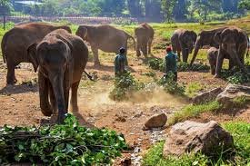 Sri Lanka Celebrates 50 Years of Pinnawala Elephant Orphanage