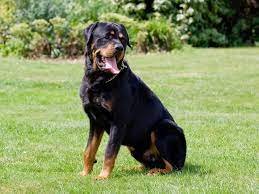 Russian Mother Shields Child from Ferocious Rottweiler Attack, Suffers Severe Injuries