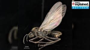 Discovery of Ant Queens Producing Offspring of Another Species