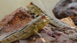 Mudskippers: The Unusual Fish That Walks on Land
