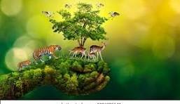 Arunachal Pradesh Records First Sighting of Rare Pallas’s Cat, Boosting India’s Conservation Drive